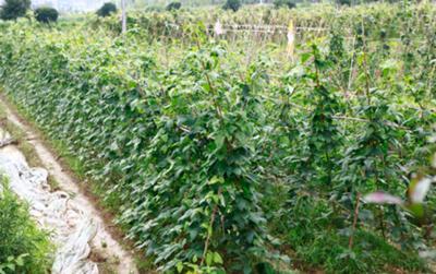 ��(m��ng)���Ҽ����ٮ��ЙC���B(t��i)�r�f׌�T�����Ϸ��Ĳ�