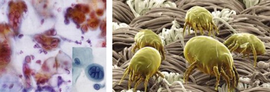 ����˯����ه(l��i)��Violet���C�Ҽ�