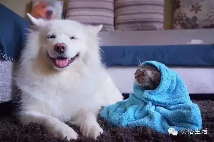 ��ԡ���ë�����Ԍ�����ë��Ҳ�����v����