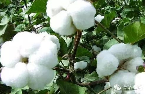 ԡƵĴëԡʲôǰɫ