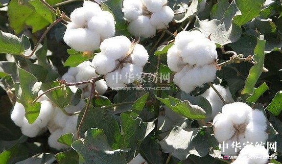 ��ԡ����������������Ļ�--�޻���