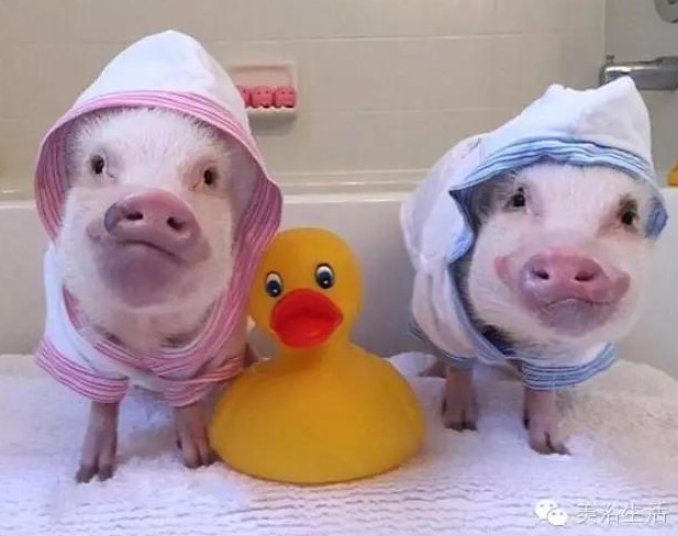 ��ԡ���һ�l��ԡ�����͎��o�㲻�Զ������Ҹ���