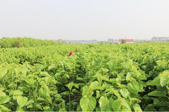 �X(qi��n)�ʽz�I�@��2017�Ї��Ҽ��Ӽ��\��Ʒ�ƪ������I(y��)��������ϵ�y�x���ЌmԷ�Q�z��