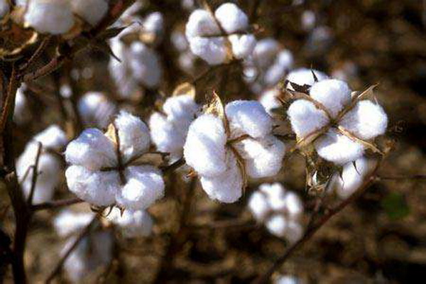 (zh)ȻѻҼĸɽwsߴ﷦